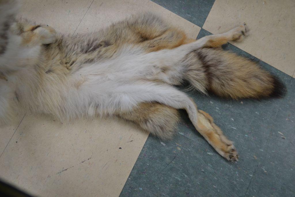 Coyote Hide 53" From Nose to Tail