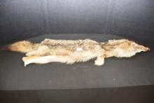 Large Tanned Coyote Pelt; 55" Length