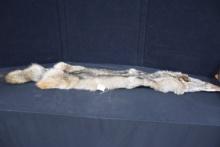 Large Tanned Coyote Pelt; 60" Length