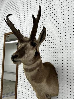 North American Pronghorn Taxidermy Wall Mount