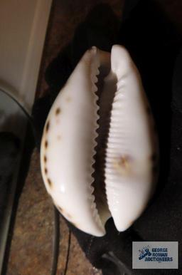 Atlantic Beach, South Carolina souvenir shell