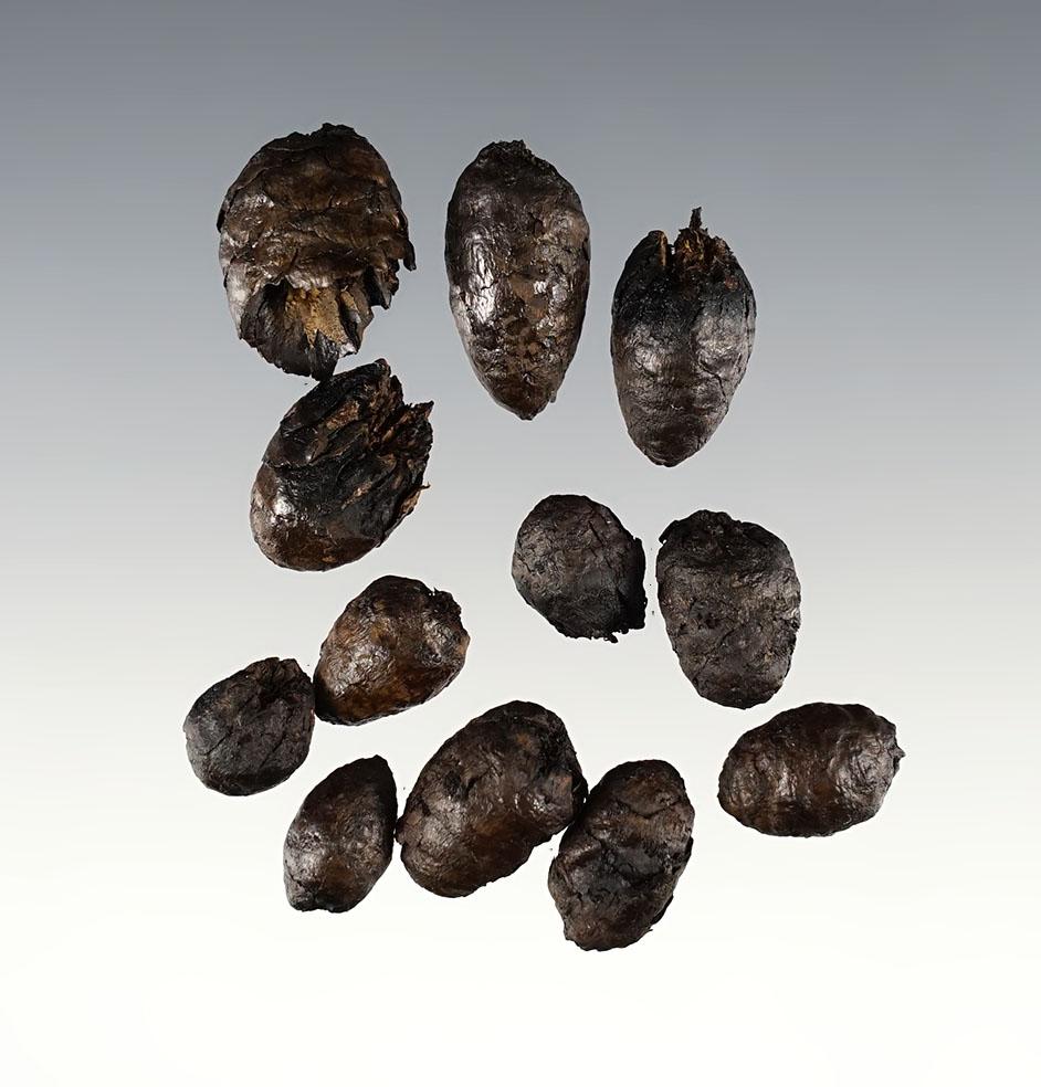 Set of 14,000 year old extinct Pine Cones found with Mastodon remains - Indiana.