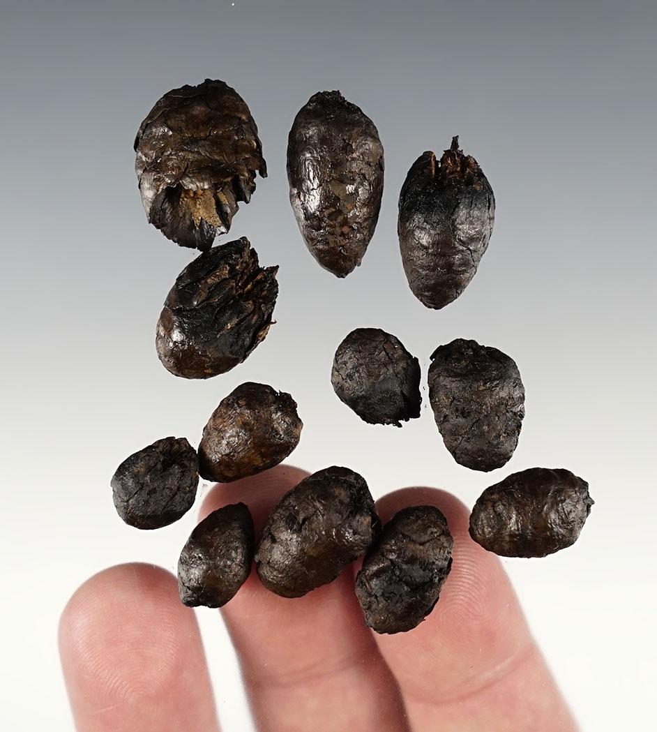Set of 14,000 year old extinct Pine Cones found with Mastodon remains - Indiana.