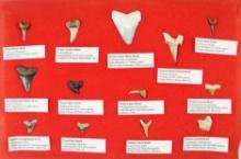 Set of 13 assorted Fossilized Sharks Teeth with small identification tags. The largest is 2 3/8".