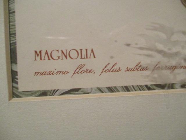 Framed and Matted Magnolia Print