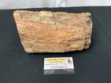 Large Petrified Wood Chunk, with colors of Cream, Reddish Brown & White
