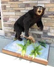 Vintage Full Body Black Bear Taxidermy Mount- Standing