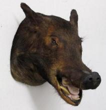 Vintage Wild Boar/ Feral Hog Taxidermy Shoulder Mount