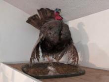(DEN) TURKEY TAXIDERMY DISPLAYED ON WOOD NATURAL SCENERY STAND. IT MEASURES 20"W X 24"D X 28"T.