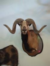 (LR) TAXIDERMY WALL MOUNT, EUROPEAN MOUFLON, COMES 20" OFF THE WALL. MOUNTED TO A WOOD PLAQUE.