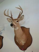 (LR) TAXIDERMY WALL MOUNT, WHITE TAILED DEER, COMES 21 3/4"OFF THE WALL, HAS A NAME PLATE KILLED BY