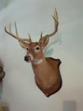 (LR) TAXIDERMY WALL MOUNT, WHITE TAILED DEER, COMES 25" OFF THE WALL. MOUNTED ON A WOOD PLAQUE.