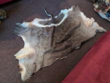 (DEN) PARTIAL FUR PELT FROM POSSIBLY AN ANTELOPE. MEASURES 61"L X 39"W.