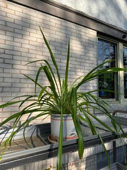 Large Mature Spider Plant, Great Healthy Plant, Will Produce Many More Plants!