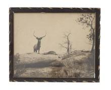 Lordly Monarch of Western Wilds Elk Photo 1904 MT