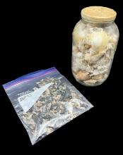 Assorted Shark Teeth & Sea Shells