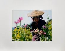 Lam Duc Hien Laos Rï¿½gion du triangle d'or Travel Flowers Asia Nature