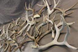 Approximately 15 lbs. Mixed Antlers