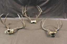 Three Deer Antler Racks