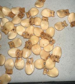 About 60 Imitation Elk's Teeth- Drilled for Necklace