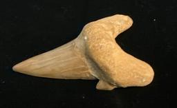 2 Genuine Baby Megalodon Shark's Teeth Fossilized Found in South Carolina