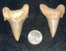 2 Genuine Baby Megalodon Shark's Teeth Fossilized Found in South Carolina