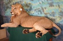 African Lion Full Body Taxidermy Mount **Texas Residents Only!**