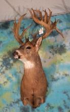 Big 19pt. Non-typical Whitetail Deer Shoulder Taxidermy Mount