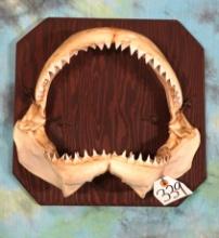 Black Tip Shark Jaw mounted on Plaque