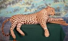 African Leopard Full Body Taxidermy Mount **Texas Residents Only!**