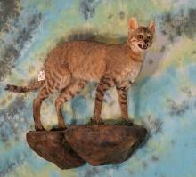 Full Body African Wild Desert Cat Taxidermy Mount