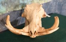 African Warthog Record Class Skull Taxidermy