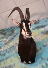 African Sable Antelope Shoulder Taxidermy Mount