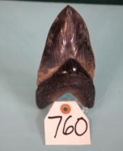 Rare, Giant, & Unique Megalodon "Prehistoric  Shark Tooth Fossil
