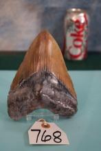 Very Rare Huge 6 3/16" Megalodon "Prehistoric Shark Tooth Fossil