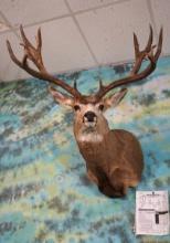 242 4/8"gross & 234 1/8"net Non-typical Record Class Mule Deer Shoulder Taxidermy Mount