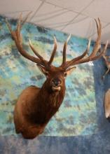 Boone & Crockett 7 x 7 Elk Shoulder Taxidermy Mount