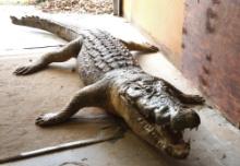 13ft. Nile Crocodile Full Body Taxidermy Mount **U.S. Residents Only!**