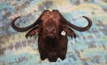 African 48 5/8" spread Cape Buffalo Cow Shoulder Taxidermy Mount