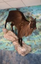 Record Book Gold Medal Himalayan Tahr Full Body Wall Taxidermy Mount