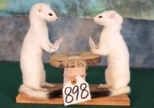 Two White Ermine Playing Poker Novelty Taxidermy Mount