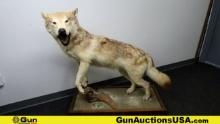 Beautiful Timber Wolf Full Body Mount on Rolling Platform. Local Pickup ONLY  Platform Measure 41" x