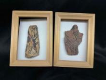 Pair of Plant Life Fossils with Frames