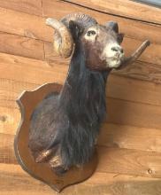 Goat/Ram Mount