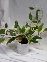 Faux potted plant in white & grey pot MSRP: 15.00