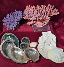 Collection of Shells and Coral
