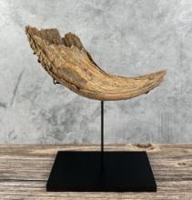 Ancient Montana Prairie Found Buffalo Horn