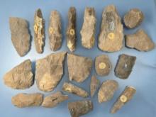 IMPRESSIVE Lot of Dover Chert Blades, Preforms, Blanks, Largest 7,' Mainly from the Cross Creek Site