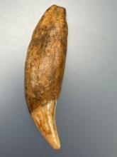 3 1/16" Black Bear Canine, Recovered on an Iroquois Site, Ex: Charles Tutton of Ithaca, NY