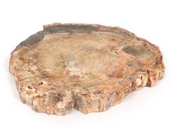 Wonderful Polished Petrified Wood Slab